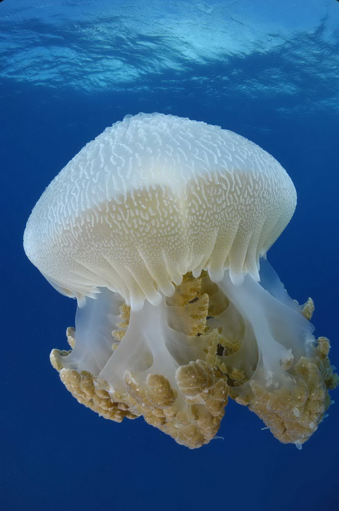 Фильм На глубине морской 3D (2009). Кадр N26074
