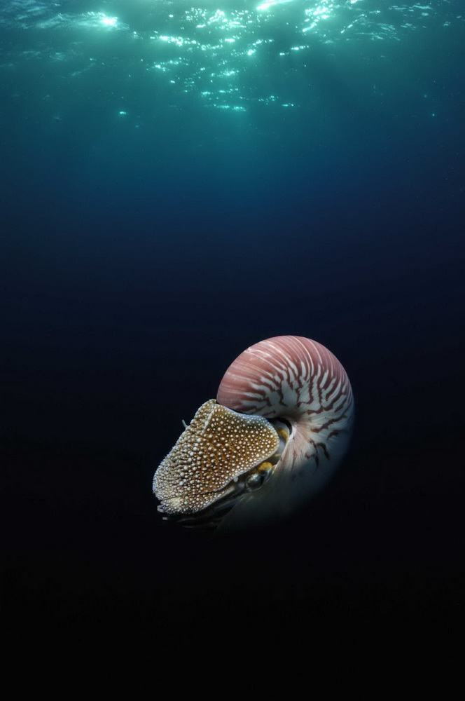 Фильм На глубине морской 3D (2009). Кадр N26078