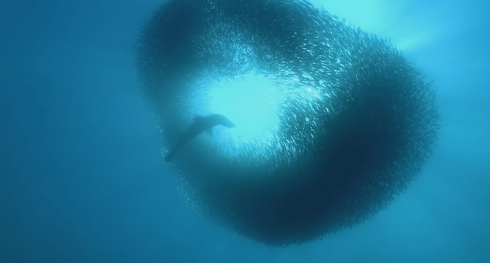 Фильм Жизнь (2011). Кадр N28397