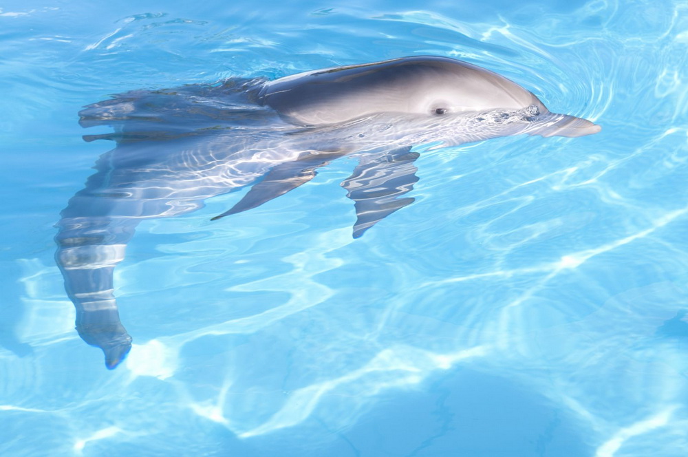История дельфина: кадр N31414
