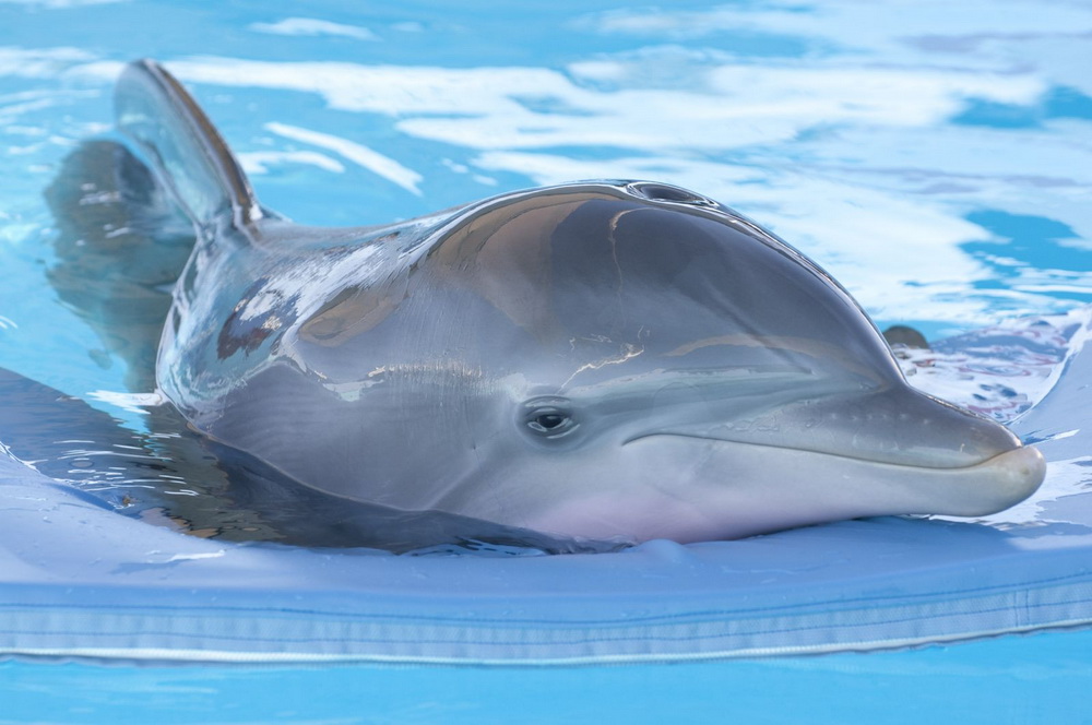 История дельфина: кадр N31415