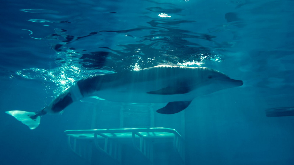 История дельфина: кадр N31433