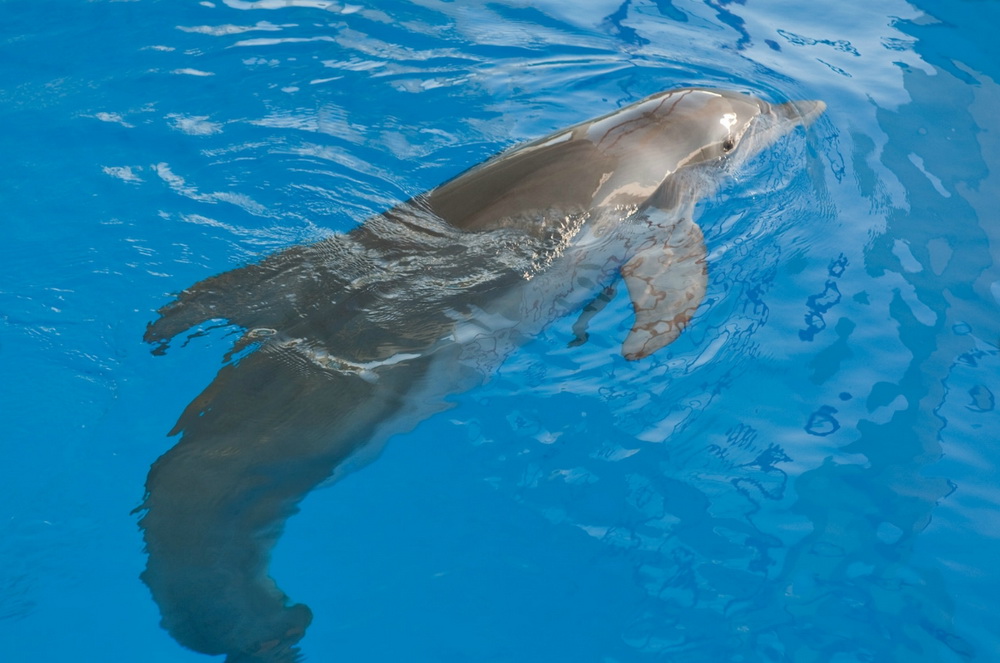 История дельфина: кадр N31403