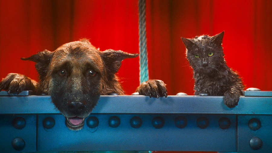 Кадр N32099 из фильма Кошки против собак: Месть Китти Галор / Cats & Dogs: The Revenge of Kitty Galore (2010)