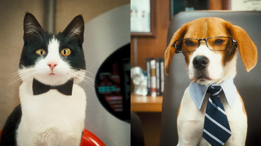 Кадр N32096 из фильма Кошки против собак: Месть Китти Галор / Cats & Dogs: The Revenge of Kitty Galore (2010)