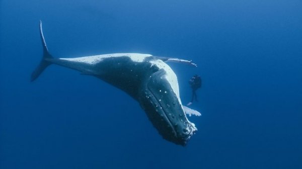 Фильм Океаны (2009). Кадр N54504