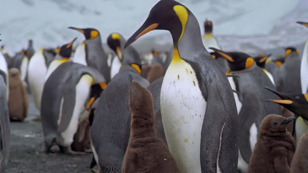 Король пингвинов: кадр N54858