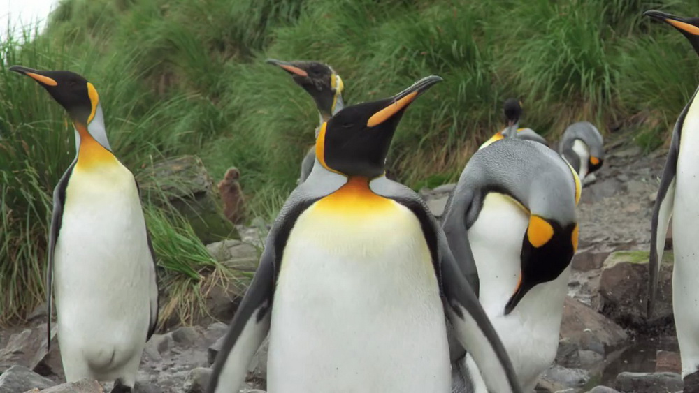 Король пингвинов: кадр N54859