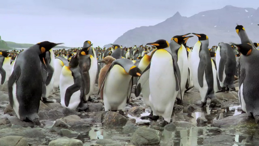 Король пингвинов: кадр N54860