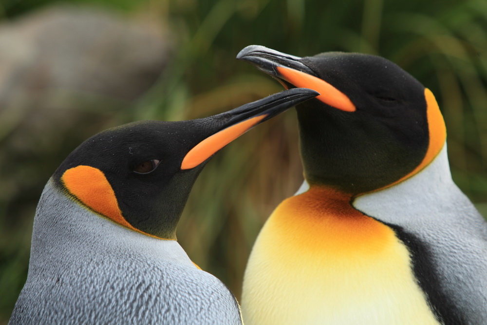Король пингвинов: кадр N54861
