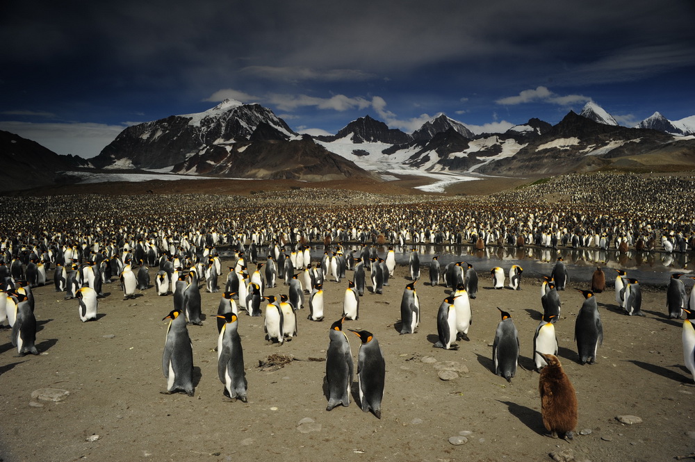 Король пингвинов: кадр N54863