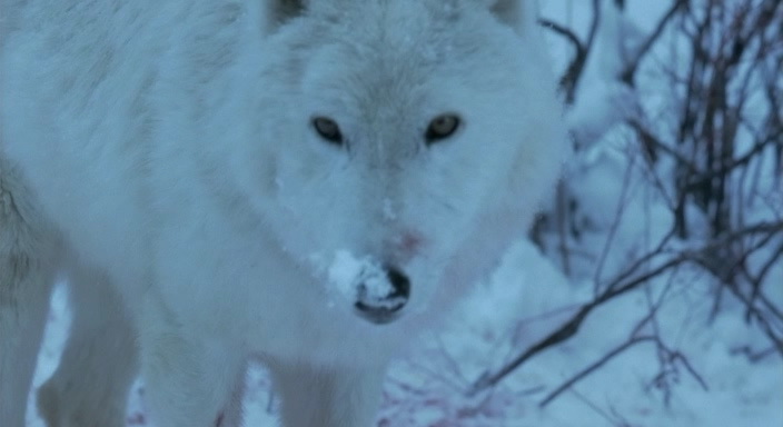 Фильм Загнанный (2003). Кадр N62156