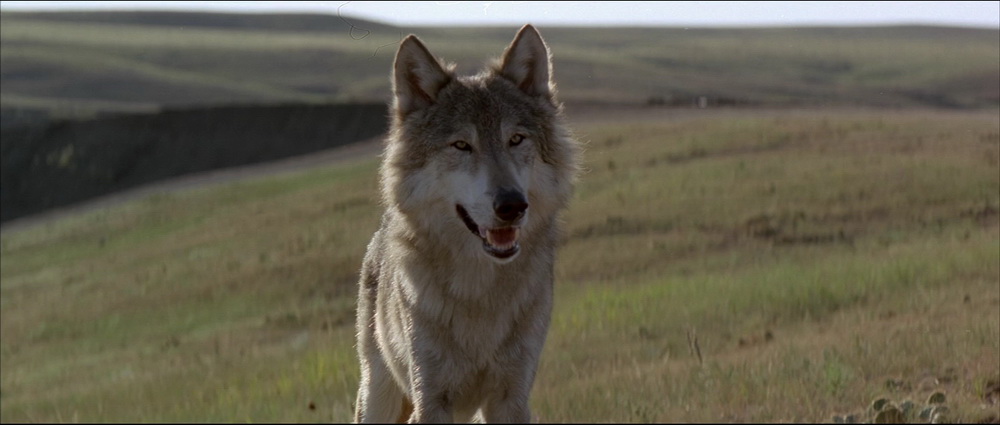 Фильм Танцующий с волками (1990). Кадр N74652