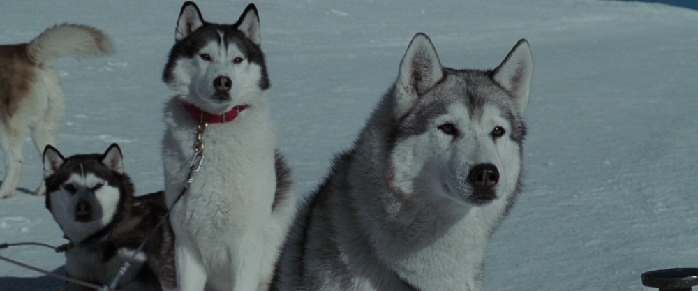 Фильм Белый плен (2006). Кадр N75277