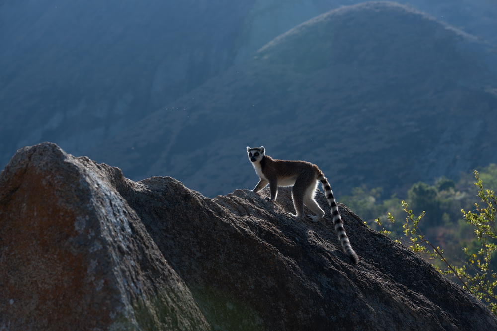 Остров лемуров: Мадагаскар: кадр N90617