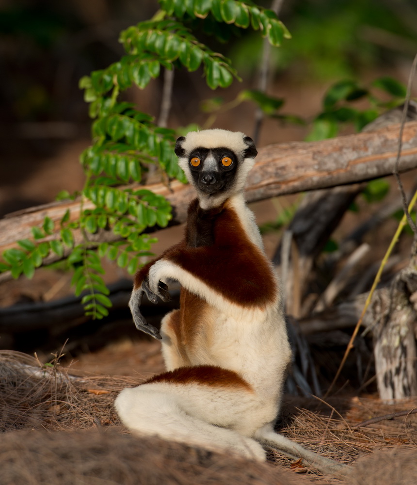 Остров лемуров: Мадагаскар: кадр N90622