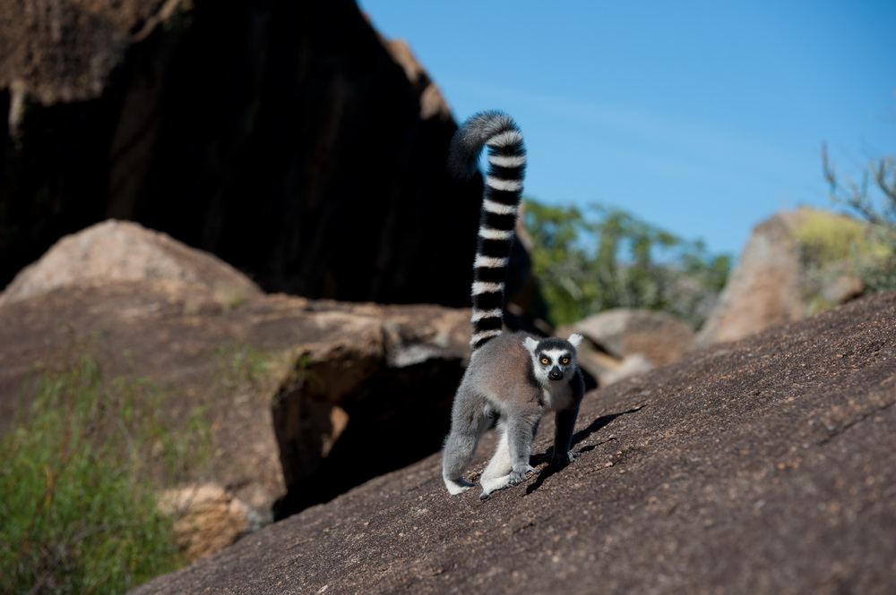 Остров лемуров: Мадагаскар: кадр N90625
