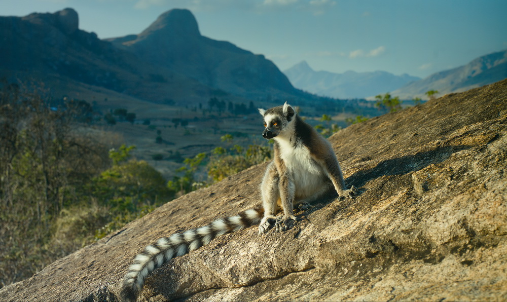 Остров лемуров: Мадагаскар: кадр N90646
