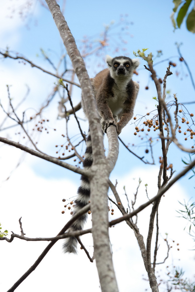Остров лемуров: Мадагаскар: кадр N90608