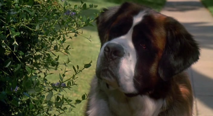 Фильм Бетховен (1992). Кадр N94209