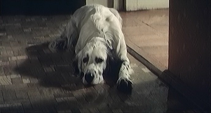 Фильм Белый Бим Черное ухо (1976). Кадр N95363