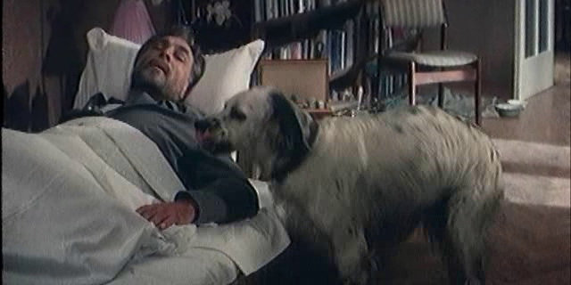 Фильм Белый Бим Черное ухо (1976). Кадр N95365