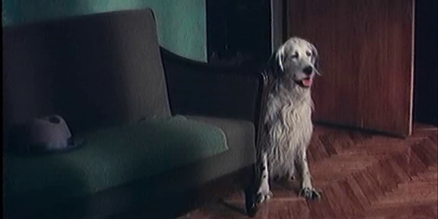Фильм Белый Бим Черное ухо (1976). Кадр N95367