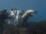Кадр из документального фильма "На глубине морской 3D"