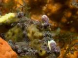 Кадр из документального фильма "На глубине морской 3D"