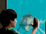 Превью кадра #31430 к фильму "История дельфина" (2011)