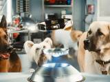 Превью кадра #32094 из фильма "Кошки против собак: Месть Китти Галор" (2010)