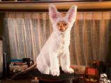 Превью кадра #32097 из фильма "Кошки против собак: Месть Китти Галор"  (2010)