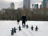Превью кадра #33268 к фильму "Пингвины мистера Поппера" (2011)