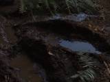 Превью кадра #70068 из фильма "Парк Юрского периода 2: Затерянный мир"  (1997)