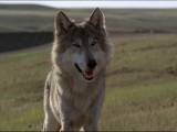 Превью кадра #74652 из фильма "Танцующий с волками"  (1990)