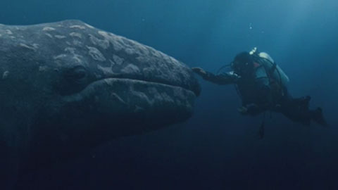 Трейлер фильма "Все любят китов"