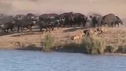 Кадр к фильму Battle in Kruger