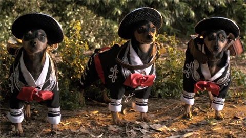 Кадр к фильму Крошка из Беверли-Хиллз 3 / Beverly Hills Chihuahua 3: Viva La Fiesta!