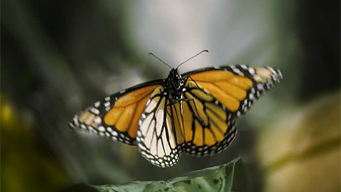 Трейлер документального фильма "Полет бабочек"