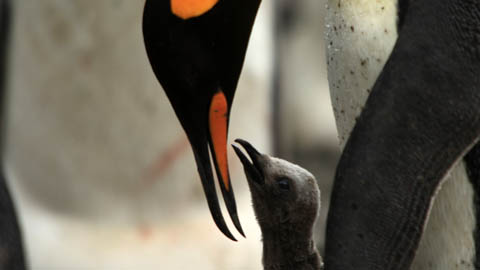 Кадр к фильму Король пингвинов / The Penguin King 3D