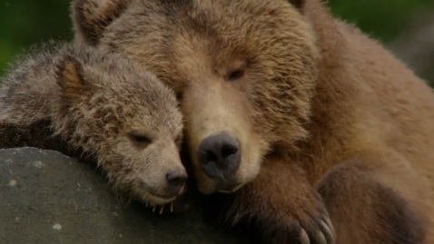 Трейлер документального фильма "Медведи"