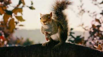 Кадр к фильму Белки / Squirrels