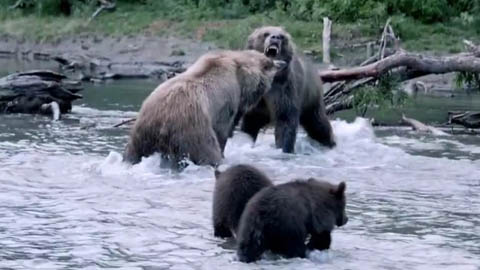 Кадр к фильму Земля медведей / Land of the Bears