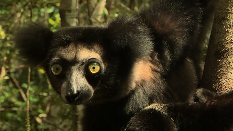 Кадр к фильму Остров лемуров: Мадагаскар / Island of Lemurs: Madagascar