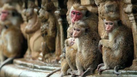 Кадр к фильму Королевство обезьян / Monkey Kingdom