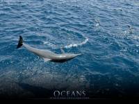 Обои N2962 к фильму "Океаны" (2009)