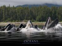 Обои N2963 к фильму "Океаны" (2009)