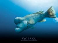 Обои N2964 к фильму "Океаны" (2009)